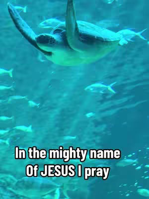 An underwater scene with a sea turtle at the top center. The water is a vibrant teal color, and numerous small fish are scattered throughout. Text overlay in white at the bottom.
