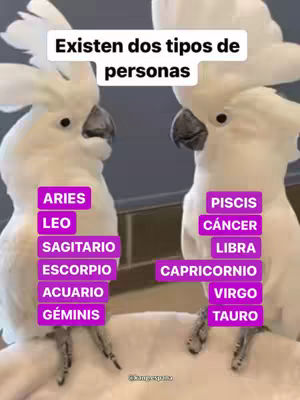 Two white parrots with crests face each other, with text and labels overlaid. Above the parrots, there's a text overlay reading: "Existen dos tipos de personas." On the left, a purple box lists Aries, Leo, Sagitario, Escorpio, Acuario, and Géminis. On the right, a purple box lists Piscis, Cáncer, Libra, Capricornio, Virgo, and Tauro.