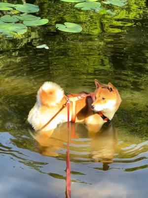A Shiba Inu dog is standing in water, up to its chest. The water appears to be a pond or lake setting, with lily pads visible in the background. The dog is wearing a red harness and leash. The water is a murky green color, and the overall scene is captured in natural daylight.
