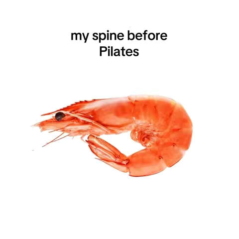 A white background with a cooked red shrimp positioned in the center. Above the shrimp, the words 'my spine before Pilates' are written in black text.