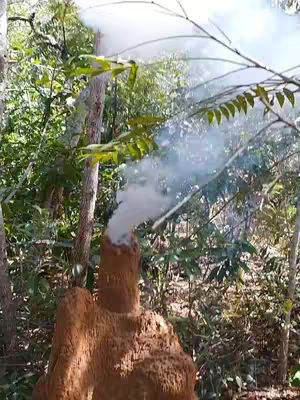 A forest scene featuring a unique termite mound emitting smoke surrounded by lush green foliage. The mound is a reddish-brown color and the smoke is white. The composition is natural and focused on the natural elements of the environment.
