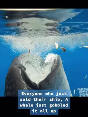 A video still shows a whale with its mouth open, partially submerged in blue water. The whale's open mouth takes up a significant portion of the frame, with splashes and bubbles around it. The surface of the water is visible at the top, and the background is a gradient of blue. At the bottom of the image, a rectangular text overlay in a dark blue, which contains the text.