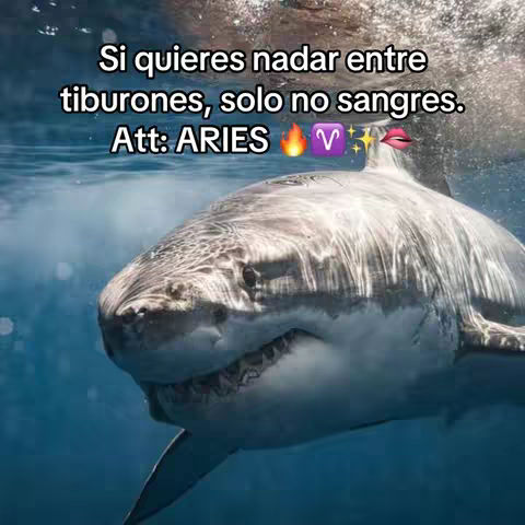 A close-up shot of a shark underwater, with text overlays. The shark is gray and white with visible teeth, set against a blue water background.