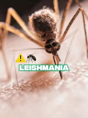 The cover image shows a macro-level view of a mosquito with visible legs and body details, appearing to pierce a surface, possibly skin. In the foreground, there's text overlayed with the word 'LEISHMANIA' in a green neon glow. Alongside it, there's a yellow triangle containing an exclamation point followed by a miniature mosquito symbol.