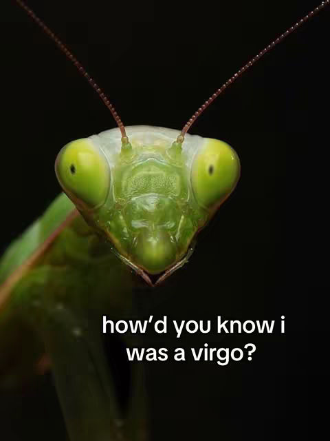 A close-up shot of a praying mantis against a black background. The mantis is green with large, prominent eyes. Text overlaid on the image reads 'how'd you know I was a virgo?'.