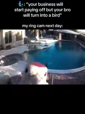 The cover image shows a security camera view of a pool area. Above, text overlays describe a humorous scenario. In the foreground, a bird looks directly at the camera, adding a comical element.