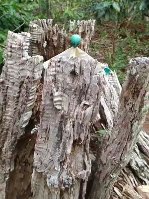 An outdoor shot captures a weather-beaten tree stump, its rough, textured surface detailed with vertical grooves and a predominantly gray color palette. The top of the stump holds a small, white object, and is further adorned with a teal-colored sphere. The backdrop presents a blurred view of foliage, suggesting a natural outdoor setting.