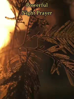 The cover image shows a close-up view of a plant, possibly a fern or similar foliage, with a warm, golden light partially illuminating it. The background is blurred, suggesting a sunset or sunrise. Overlayed in the top portion of the image, is text that reads 'Powerful Night Prayer' in a bold, blocky font.