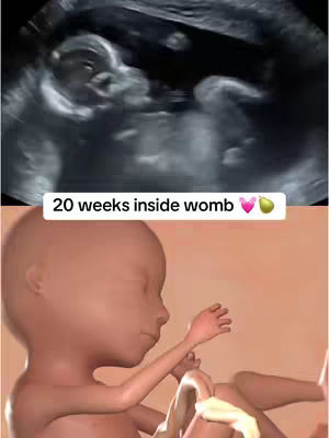The cover image is split horizontally, with the top half showing a black and white ultrasound image and the bottom half displaying a 3D rendering of a baby. The ultrasound image is dark with indistinct shapes, suggesting a medical setting. The 3D rendering depicts a baby in a curled position against a plain background. Text overlay at the bottom reads "20 weeks inside womb" with a heart and pear emoji.