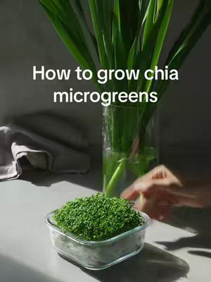 A still life setup showing a clear glass container with a mass of bright green microgreens, possibly chia, in the foreground. Behind it, a clear vase holds long green stalks. The background features a blurred, neutral gray surface and a slight view of someone's hand. Text overlay in white font states, 'How to grow chia microgreens'. The lighting seems natural, possibly from a window.