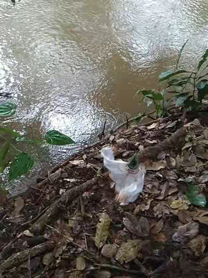 An image of a river and the forested bank of the river. On the bank is a plastic bag lying on a bed of fallen leaves, twigs and rocks. The river water is murky and brown, reflecting light. On the bank there is some green vegetation.