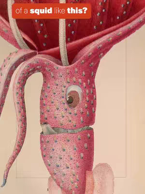 An illustration of a vibrant pink squid with detailed anatomical features, set against a soft, neutral background. The squid is the focal point, its tentacles curving upwards and its body prominently displayed. The image is a detailed, scientific illustration, with the squid's skin and body rendered with small dots and textures contributing to its detailed look. Hovering at the top is a rectangular sign, which displays the text over it, completing the composition.
