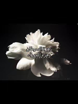 A close-up shot of a white flower against a black background. The flower is the main focus, with its petals fully bloomed and illuminated. Text is overlaid on the flower, written in a stylized font.