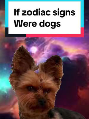 The cover image features a Yorkie dog with a serious expression, set against a sky-like background with purples and blues. Above the dog is a text overlay in a box with a light blue top and a red stripe, which reads "If zodiac signs Were dogs".