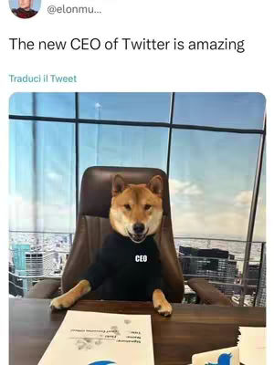 The setting appears to be an office or high-rise building with a large window offering an outside view with sky and buildings. Dominating the scene is a Shiba Inu dog, dressed in a black shirt with "CEO" printed on it, sitting behind a desk. The dog has a somewhat human-like pose. There's a document on the desk and the overall impression is one of a humorous or satirical take on a business environment.