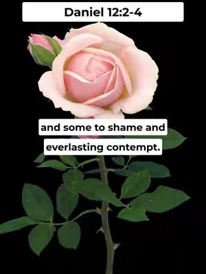 The image displays a close-up of a pink rose against a stark black background. Above, a white rectangular box contains the text "Daniel 12:2-4." Below the rose, a similar white box houses the text "and some to shame and everlasting contempt."
