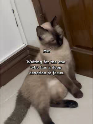 A cat is sitting on what appears to be a tiled floor, looking towards the viewer. Text overlays are added to the image.