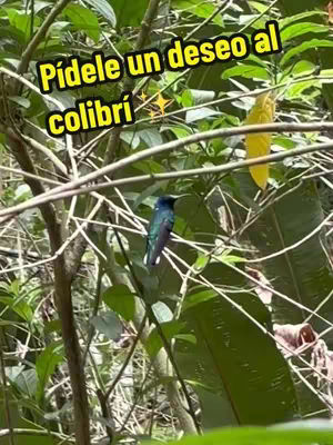 A vibrant image of nature with a green background covered with trees and leaves with a hummingbird in the center of the frame. In the top area has a yellow background and the overlaid text that says: Pídele un deseo al colibrí.