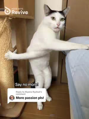 A white cat with black markings is standing on its hind legs, arms outstretched like a model. The cat is in what appears to be a domestic setting, with a cat scratching post and a bed visible in the background. Text overlays include the brand name 'Revive' and a comment box from a user asking for more passion.