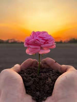 A photo shows a pair of hands cupped together, holding dark soil. A pink rose with multiple petals is growing from the soil. The background features a sunset with a gradient of orange and yellow colors, and a blurred outline of trees or a horizon line. The colors create a warm and vibrant aesthetic.