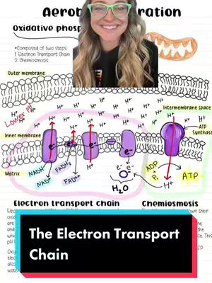 The cover image presents a split-screen composition. The top portion features a smiling woman wearing glasses, likely the content creator, positioned over a detailed scientific diagram. The diagram illustrates the electron transport chain within a cell, with labeled components and chemical reactions. Overlayed at the bottom is a black rectangular banner with white text that reads, 'The Electron Transport Chain'. The overall layout combines a presenter element with an educational science topic.