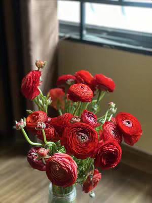 The cover image features a bouquet of vibrant red ranunculus flowers in a clear vase. The flowers are the focal point, with their multiple layers of petals creating a full, textured look. The arrangement is set against a blurred background that includes a window and a muted brown curtain, creating a soft lighting effect due to natural light. The composition is aesthetically pleasing, with the flowers filling the frame and the background providing a subtle contrast. The flowers appears to be on a wooden floor.