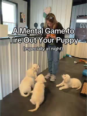 The image shows a woman surrounded by four golden retriever puppies in what appears to be an indoor training area. The text overlayed on the image reads, "A Mental Game to Tire Out Your Puppy (especially at night)". The lighting is bright, and the setting appears to be a professional dog training facility or a similar indoor space.