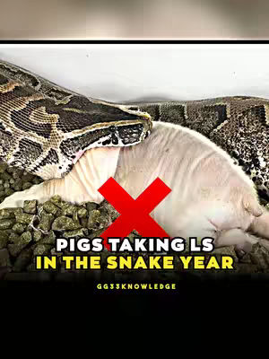The cover image features a snake coiled around a pig. The pig has a red 'X' over its body. Text overlays read 'PIGS TAKING LS IN THE SNAKE YEAR'. A black section at the bottom contains the account handle.