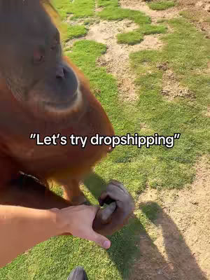 An orangutan interacting with a person's hand in a grassy, outdoor setting. White text overlayed.