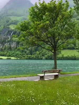 A scenic image of a tranquil landscape featuring a lake, a tree, and a bench. The background is dominated by a lush green mountain covered in trees, while a serene lake, reflecting the sky, stretches across the middle. A grassy area with a walking path and a bench provides a foreground, and a large tree with a full canopy stands to the right of the bench. The sky above is overcast, suggesting a soft, diffused light.