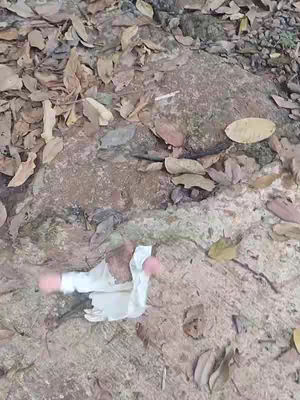The image showcases dry leaves and a variety of ground textures, comprising rocks and soil. A small, crumpled white object with pink details is situated at the bottom center, adding an unexpected visual element.