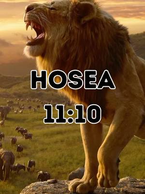 A majestic lion with its mouth open, set against a backdrop of a savannah at sunset. The text "HOSEA 11:10" is overlaid in a bold, black font with a white outline.