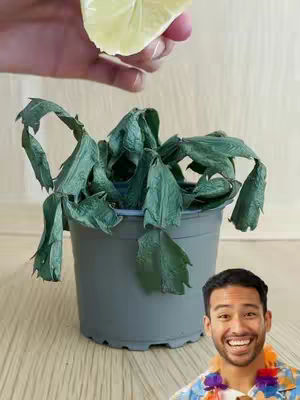 The image features a man smiling to the bottom right, a plant in a pot, positioned in the center. He is wearing a colorful hawaiian shirt with a lei. The plant has drooping leaves and is in a gray pot. A hand is holding a lemon, positioned to the top of the image.