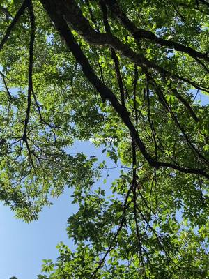 A low-angle shot looking up through a canopy of tree leaves. The leaves are a vibrant green, filling most of the frame and obscuring the sky. The sky is visible through the leaves, appearing as a clear, light blue. Dark tree branches run diagonally across the image, creating a natural framing effect. The overall composition conveys a sense of peace and natural beauty.