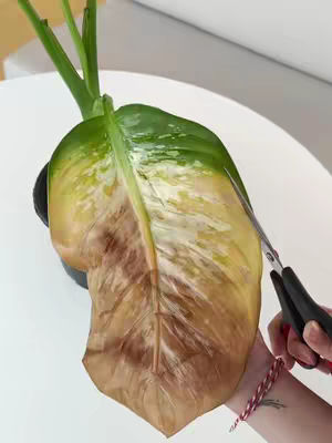 The cover image shows a close-up of a plant leaf, partially brown and damaged, being trimmed with a pair of scissors. The background appears to be a smooth, white surface, likely a table or counter. The composition focuses on the plant and the act of cutting the leaf.