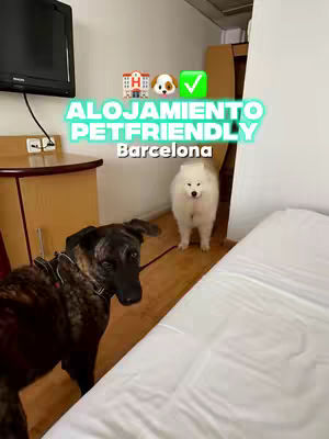 The image shows the interior of a hotel room with two dogs. A large, dark-colored dog is in the foreground, wearing a harness and looking towards the viewer. Behind it, a fluffy white dog stands near a bed. In the background, there's a TV on a wooden stand with a desk and what appears to be a window. The room reflects a hotel setting with the text overlayed.