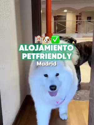 The cover image shows a white fluffy dog standing in an entryway, with a text overlay with the words ALOJAMIENTO PETFRIENDLY Madrid. The dog is looking at the camera with a pink collar, and another dog is partially visible in the background.