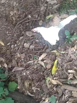 An overhead shot of a forest floor covered in fallen leaves, twigs, and small plants. A small white item can be seen partially buried in the leaves