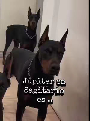 The image features three black Doberman Pinschers. The dogs are positioned in a room with white walls and a wooden floor. The central dog is prominently featured, while the other two are in the background. The foreground dog has a silver chain. Overlaid on the image is text in a white box.