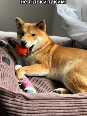 A Shiba Inu dog is lying in a dog bed holding an orange ball in its mouth. The dog is golden with white markings. The dog bed is brown and the background is blurred.