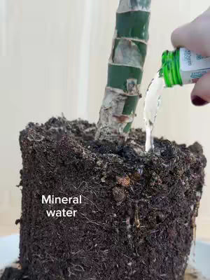 The cover image shows a close-up of a potted plant with soil. A hand is pouring clear liquid (presumably water) from a green bottle onto the soil. The plant's stem is green and brown, and the soil is a rich brown color. The background is a plain, off-white surface.