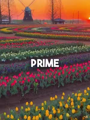 An eye-level shot captures a vibrant field of colorful tulips in full bloom on a sunny day. Various rows of tulips display a rich palette from red, yellow, white to purple tones, creating a visually striking landscape. The background is a gradient of orange and yellow from the sun. The word 'PRIME' is overlaid in a bold white font.