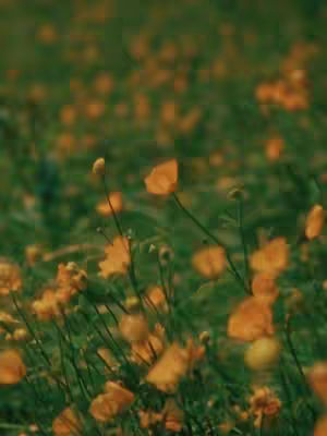An eye-level shot of a field of vibrant yellow flowers with green stems and leaves. The flowers are slightly out of focus, creating a soft, dreamy effect. The overall color palette is dominated by greens and yellows.