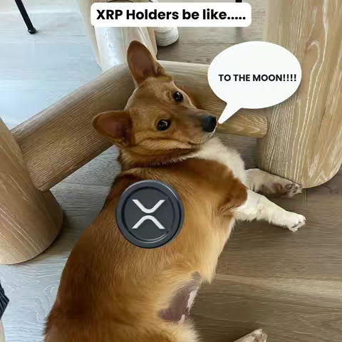 A corgi dog is lying on a wooden floor, propped up against a wooden chair. The dog has a silver XRP coin graphic on its side, over its fur, with a caption bubble that says, "TO THE MOON!!!"