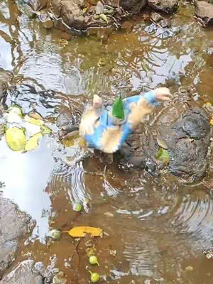 The image shows a top-down view of a creek or small body of water. The water has a murky, brown appearance. Several rocks are visible, some appearing large on the edges. A small, doll-like figure wearing a blue and yellow outfit is submerged in the water. The figure is partially covered by water and appears to be floating. Various small green seed-like objects are scattered in the water near the figure. The overall composition is naturalistic.