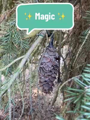 A photo of a pine cone hanging from a branch, with a text bubble overlay that reads 'Magic'. The background consists of tree branches and green blurred foliage.