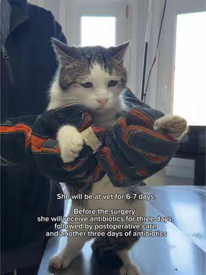 A cat is held by person in medical setting. The cat is white and gray, wearing a dark blue and orange cloth. Text overlayed at the bottom: 'She will be at vet for 6-7 days. Before the surgery, she will receive antibiotics for three days, followed by postoperative care and another three days of antibiotics'.