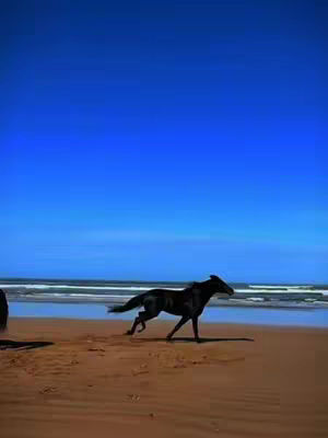 The image is a scenic shot featuring a black horse running to the right on a sandy beach. The sky is a deep blue, and the water is a lighter blue with some waves. The sand is a light brown color and provides a space for the horse to run. The horse is fully silhouetted against the sky. The composition is balanced between the sky, beach and sea.