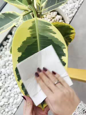 A close-up shot shows a woman's hand gently cleaning a large, variegated leaf with a white paper towel. The leaf is a vibrant green and yellow, and the woman's hand is adorned with dark red nail polish, a ring, and a delicate white lace sleeve is visible. The background is blurred, suggesting a focus on the plant care process.