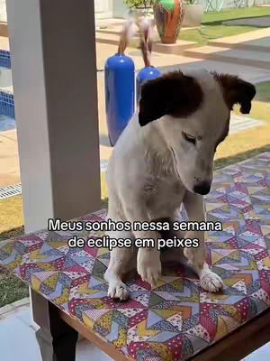 A dog sits on a patterned table, head down, with text overlayed. The background includes outdoor elements.
